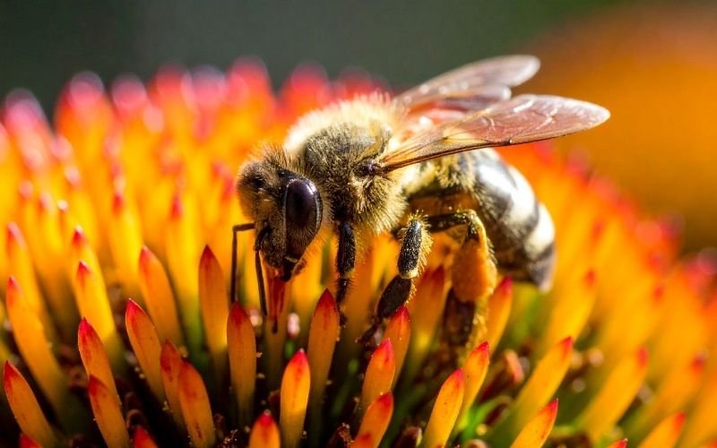 OUR BEES, OUR RESPONSIBILITY