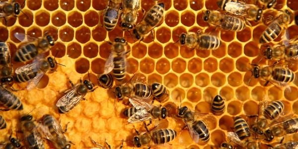 STAY CONNECTED WITH THE HIVE