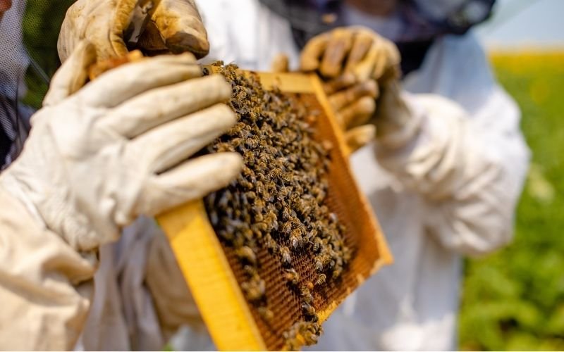 LOCAL PICKUP & HIVE VISITS