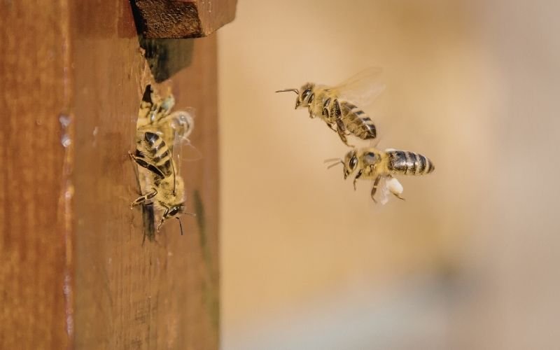 POLLINATOR HABITAT PARTNERSHIPS