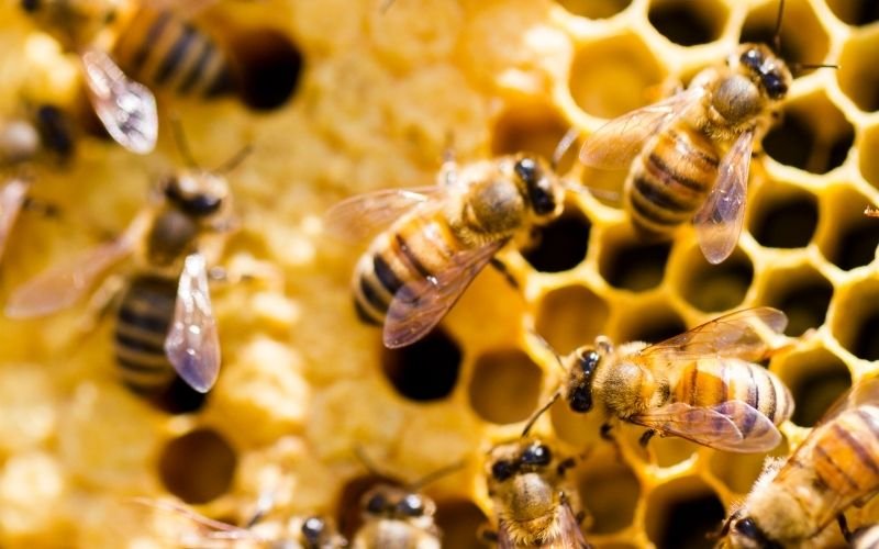 WHAT TO EXPECT ON A HIVE TOUR