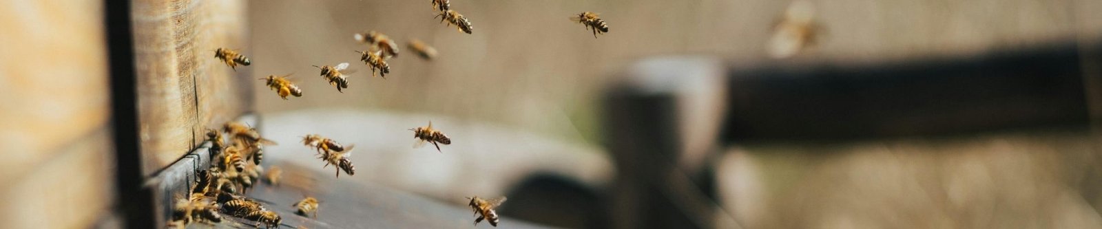 From Hive To Jar - How We Harvest Our Honey
